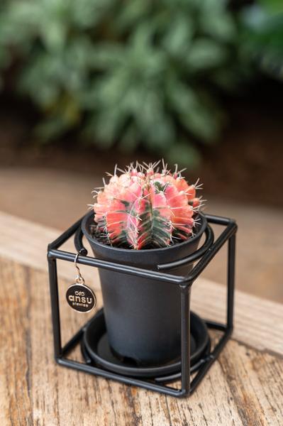 Kaktus im Design-Rahmen (Cactus In Design Frame – von ansu) - Ø10cm - ↕12cm