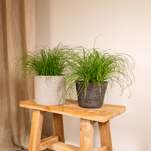 Katzengras / Zyperngras  (Cyperus alternifolius) – 2 Stück - Ø12cm - ↕20cm