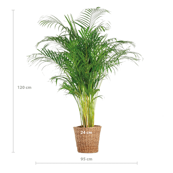 Goldfruchtpalme / Areca-Palme (Dypsis Lutescens) XL mit Korb Torun – 120 cm – Ø24