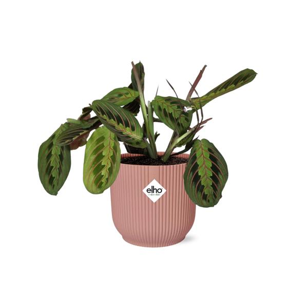 Gebetspflanze (Maranta Leuconeura ‘Fascinator’ Tricolor) - Ø14cm - ↕30cm + Übertopf ELHO Vibes Fold 14cm Rosa