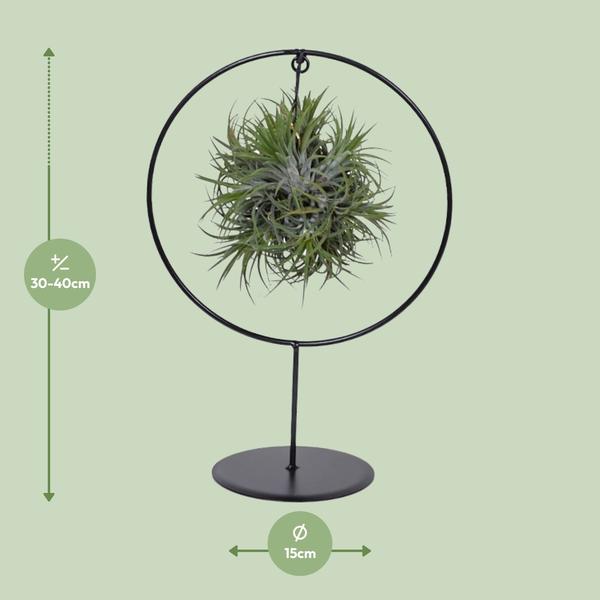 Tillandsia im dekorativen Ringständer – Ø15cm ↕35cm