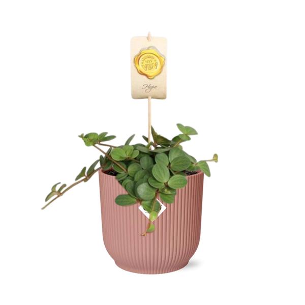 Rundblättriger Zwergpfeffer (Peperomia ‘Hope’) - Ø10 - 20cm - ↕21cm + Übertopf ELHO Vibes Fold 14cm Rose