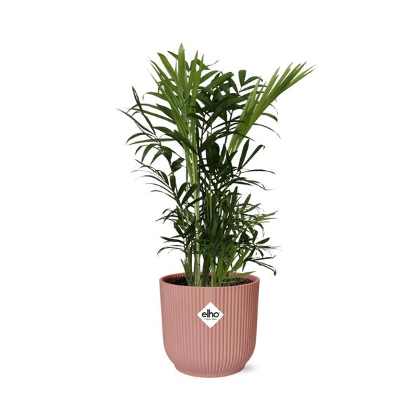 Mexikanische Bergpalme (Chamaedorea elegans) - Ø14cm - ↕30-40cm + Übertopf  ELHO Vibes Fold D 14cm Rosa