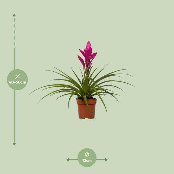 Bromelie / Luftpflanze (Tillandsia 'Amira') - Ø12cm - ↕45cm