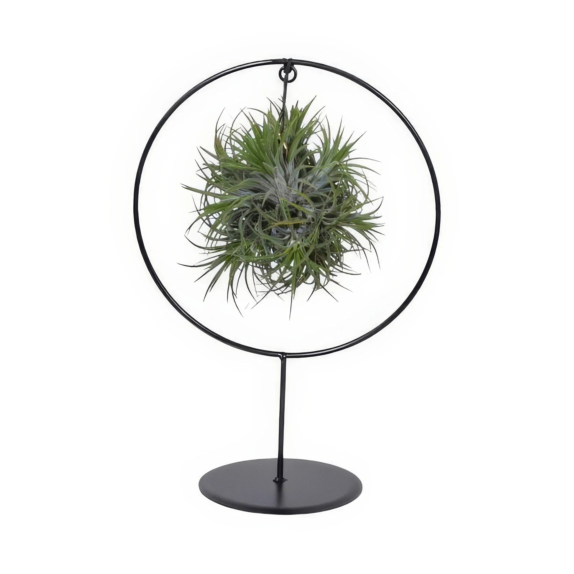 Tillandsia im dekorativen Ringständer (Medium) – Ø17cm ↕30cm, haustierfreundlich und sicher für Katzen und Hunde.