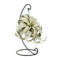 Tillandsia 'King Xero' im dekorativen Ständer, haustierfreundlich, Ø12cm ↕23cm, ungiftig für Katzen und Hunde.