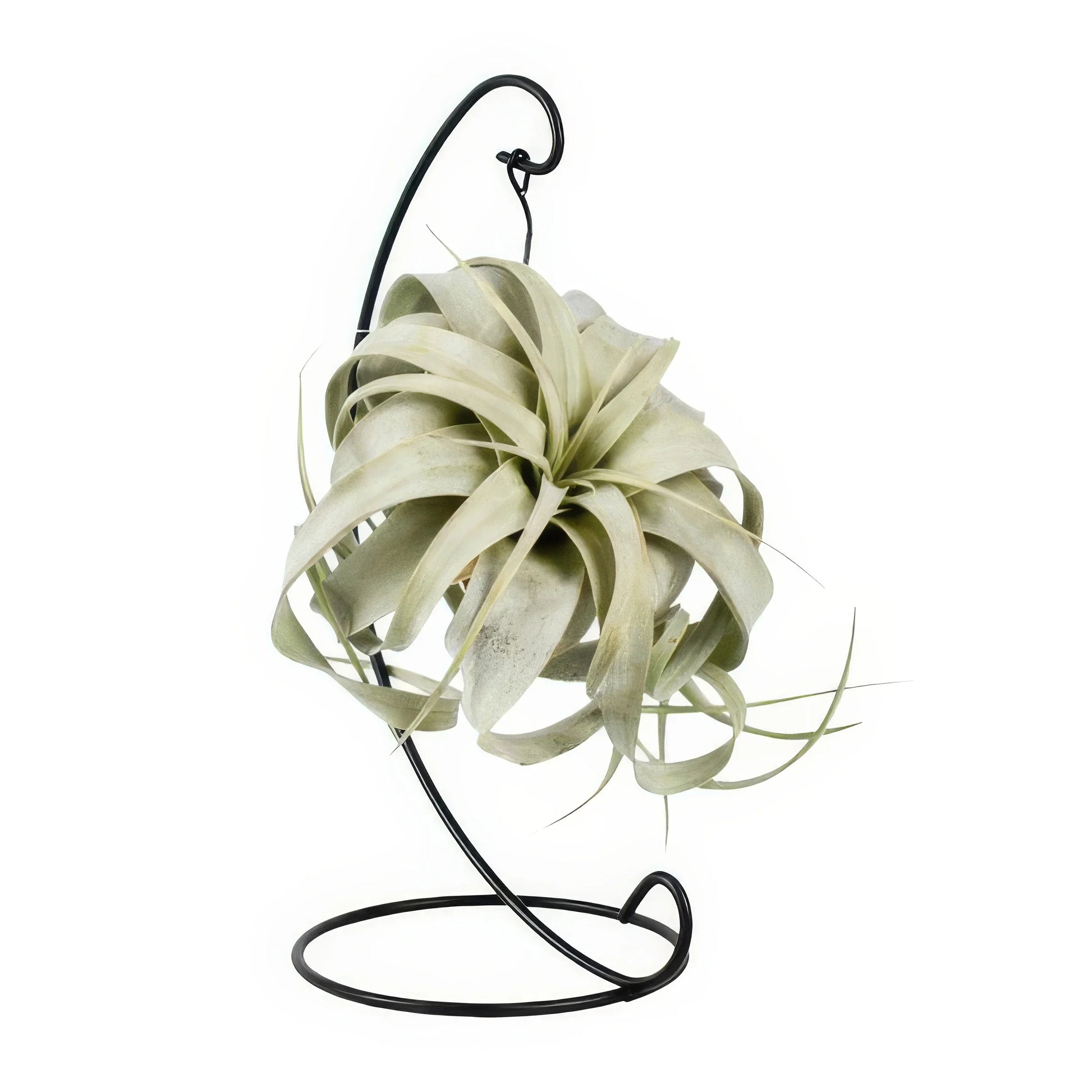 Tillandsia 'King Xero' im dekorativen Ständer, haustierfreundlich, Ø12cm ↕23cm, ungiftig für Katzen und Hunde.