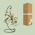 Tillandsia 'King Xero' im dekorativen Ständer, Ø12cm, H23cm, ungiftig für Katzen und Hunde, ideales Design für Tierfreunde.