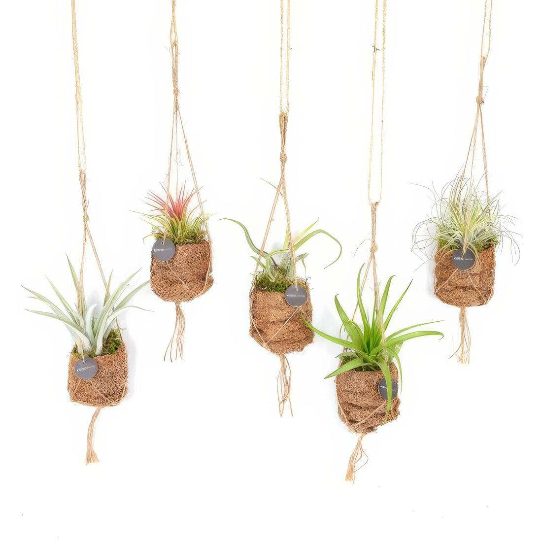 Tillandsia Kokodama Birdnest Mix, haustierfreundlich, in stilvollen Kokodama-Töpfen, sicher für Katzen und Hunde, 8 Stück.