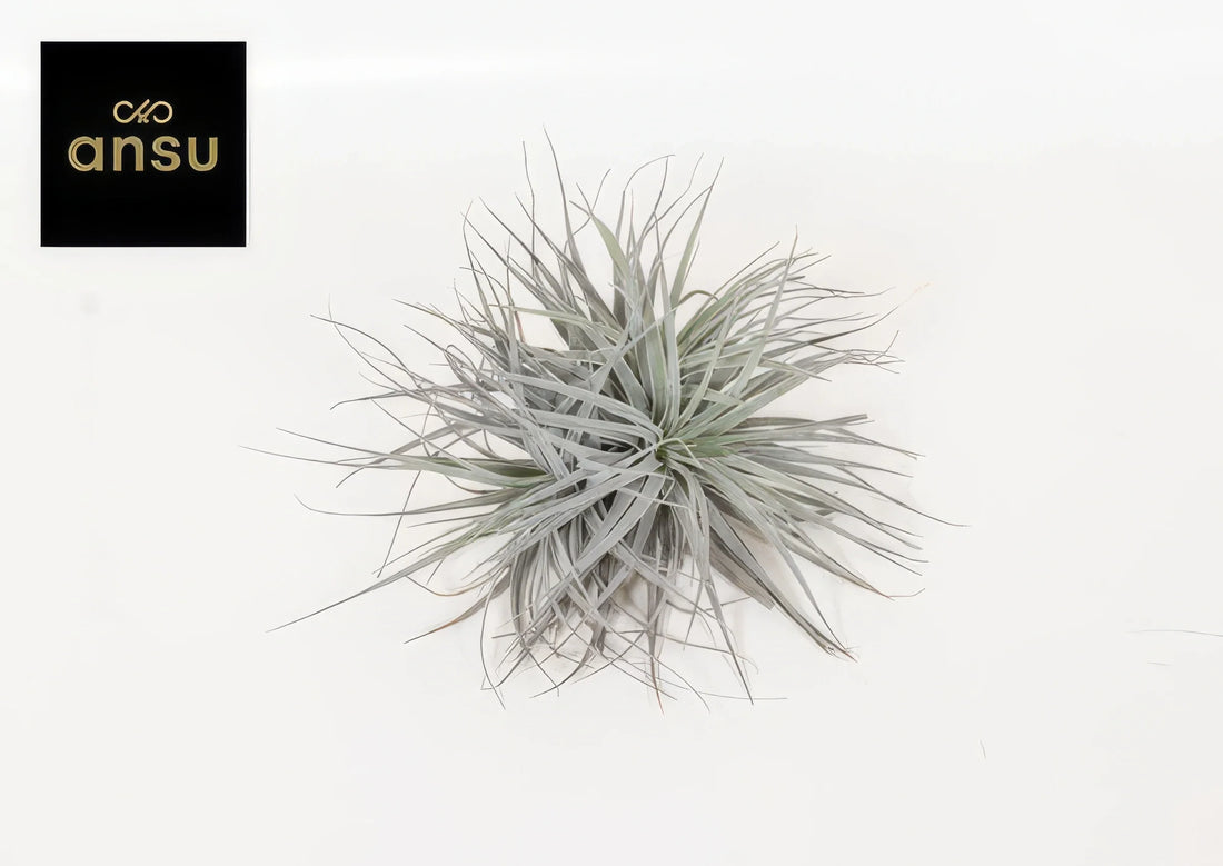 Tillandsia 'Super Silver' XL mit Ø20cm, ↕15cm, haustierfreundlich und ungiftig für Katzen und Hunde, stilvoll arrangiert.