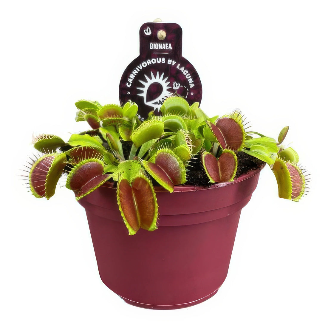 Venusfliegenfalle Dionaea Muscipula in stilvollem Topf Ø12 cm, Höhe 12 cm, ungiftig für Haustiere, sicher für Katzen und Hund