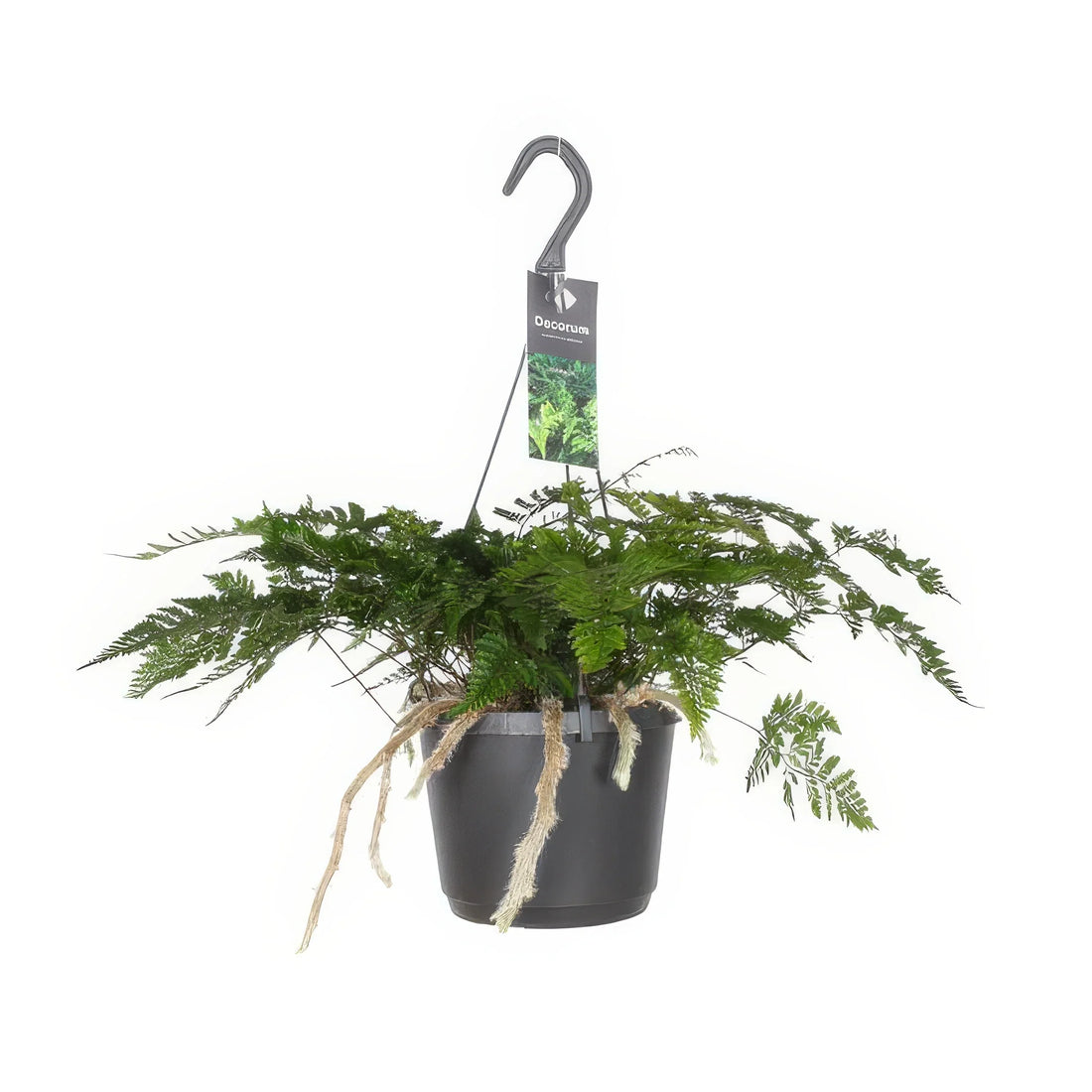 Weißer Hasenpfotenfarn (Humata Tyermannii), Ø17cm, H20cm, sicher für Haustiere, stilvoll im weißen Topf.