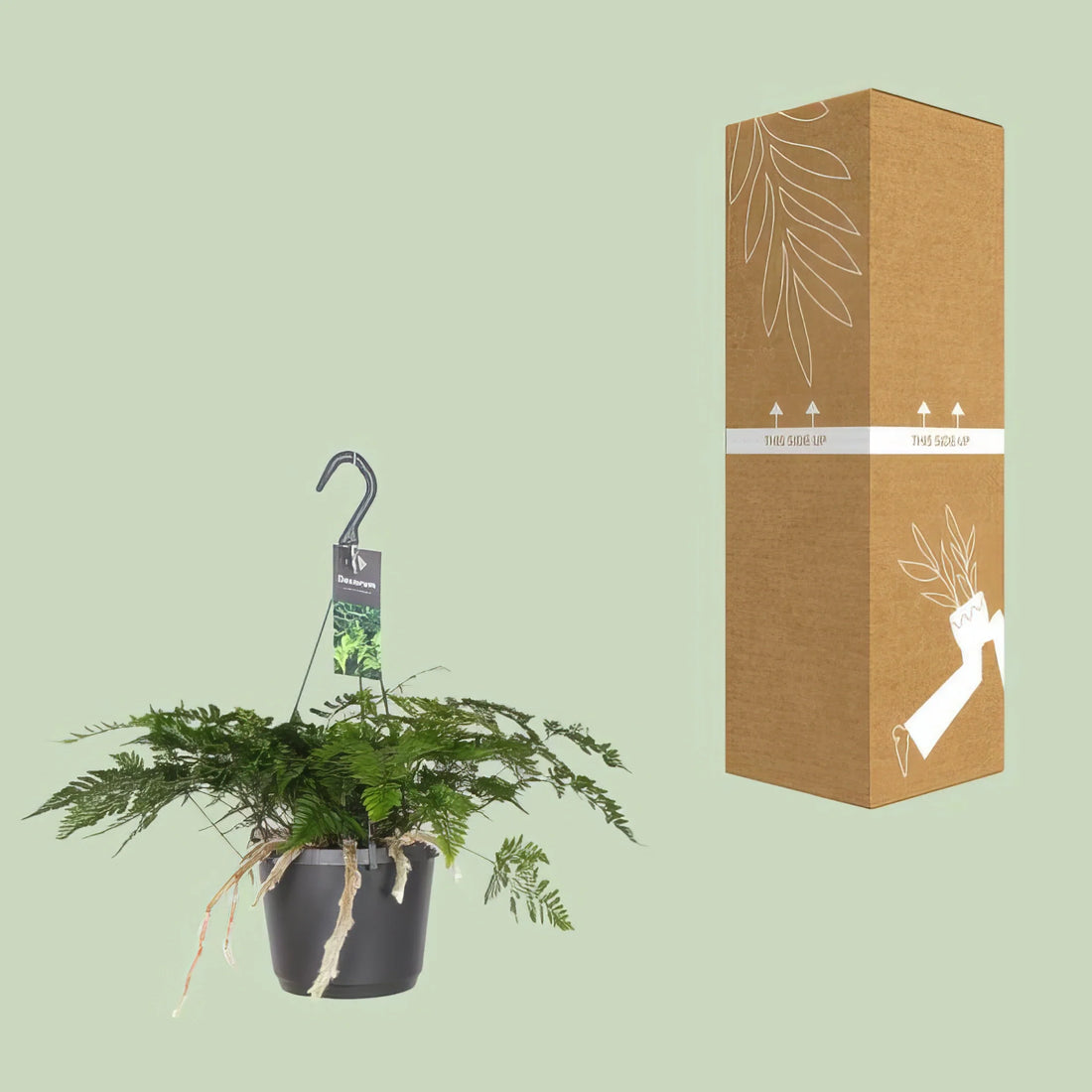 Weißer Hasenpfotenfarn (Humata Tyermannii), Ø17cm, H20cm, sicher für Haustiere, stilvoll im weißen Topf.