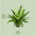 Wellen-Nestfarn (Asplenium Antiquum 'Osaka') in elegantem Topf, Ø23cm, Höhe 60cm, ungiftig für Katzen und Hunde.