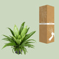 Wellen-Nestfarn (Asplenium Antiquum 'Osaka') im Ø23cm Topf, haustierfreundliche Pflanze, sicher für Katzen und Hunde.