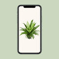 Wellen-Nestfarn (Asplenium Antiquum 'Osaka') in modernem Topf, haustierfreundlich, sicher für Katzen und Hunde, Ø23cm, H60cm.