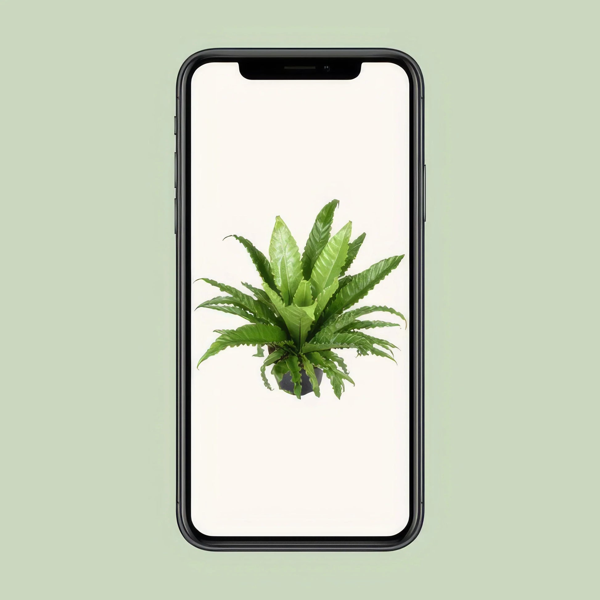 Wellen-Nestfarn (Asplenium Antiquum 'Osaka') in modernem Topf, haustierfreundlich, sicher für Katzen und Hunde, Ø23cm, H60cm.