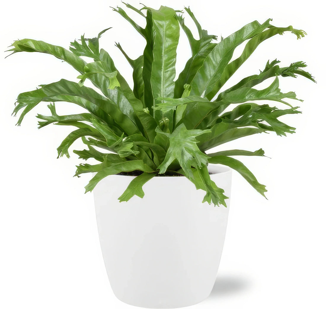 Wellen-Nestfarn Asplenium Nidus 'Crissie' in weißem Brussels Übertopf; haustierfreundlich, ideal für Katzen- und Hundehaushal