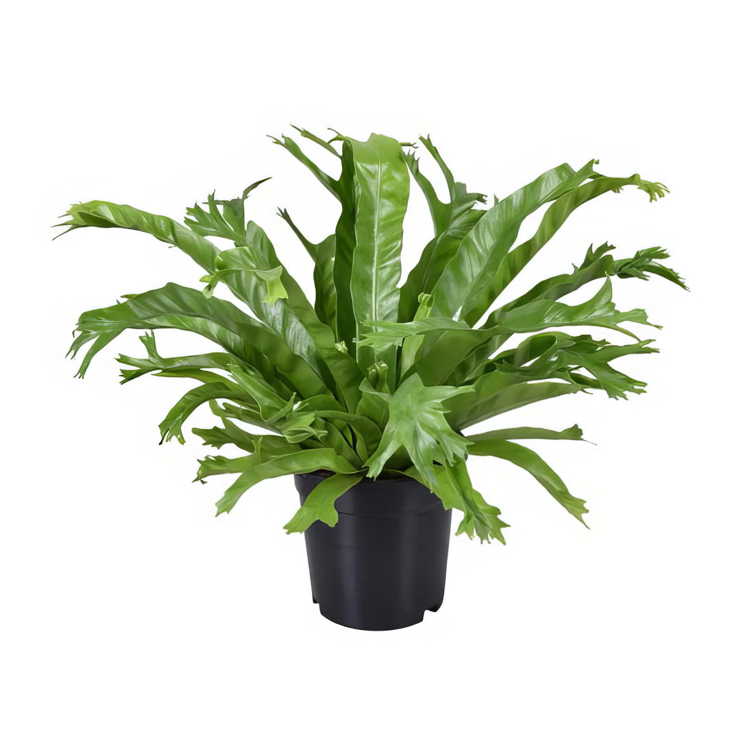 Wellen-Nestfarn (Asplenium Nidus 'Crissie') im Topf, haustierfreundlich, ideal für Katzen und Hunde, Ø17cm, Höhe 40cm.
