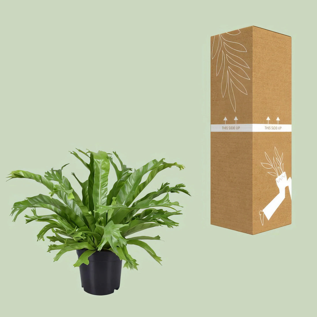 Wellen-Nestfarn (Asplenium Nidus 'Crissie') im Topf, haustierfreundlich, ideal für Katzen und Hunde, Ø17cm, Höhe 40cm.