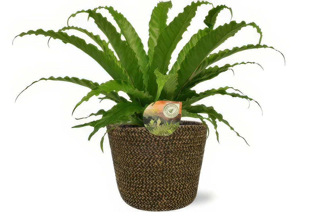 Wellen-Nestfarn mit schwarzem Selin-Übertopf, haustierfreundlich, ideal für Katzen und Hunde. Maße: Ø17cm, H40cm.