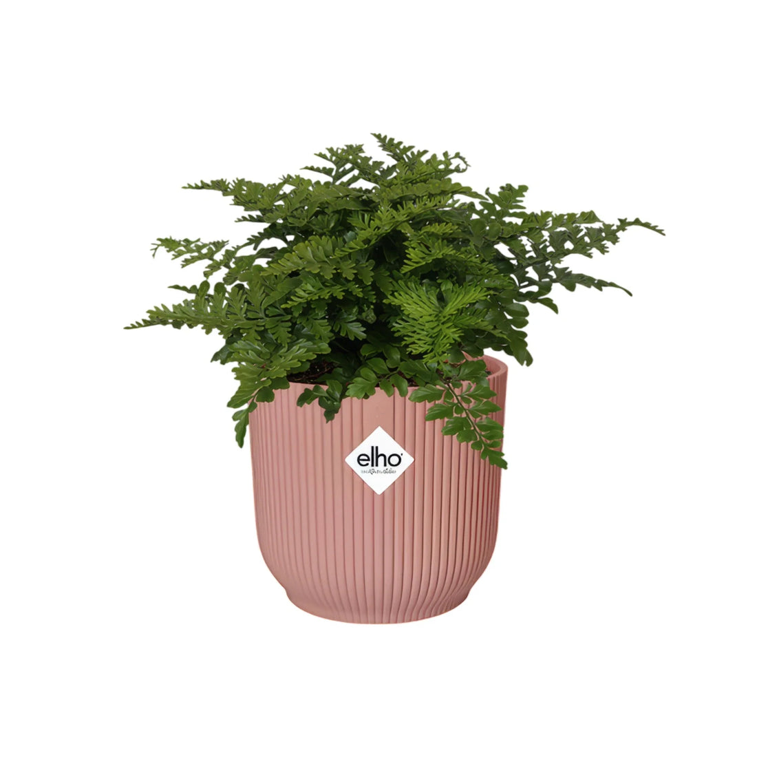 Wellen-Nestfarn (Asplenium 'Parvati') in rosa ELHO Vibes Fold Übertopf, haustierfreundlich, sicher für Katzen und Hunde.