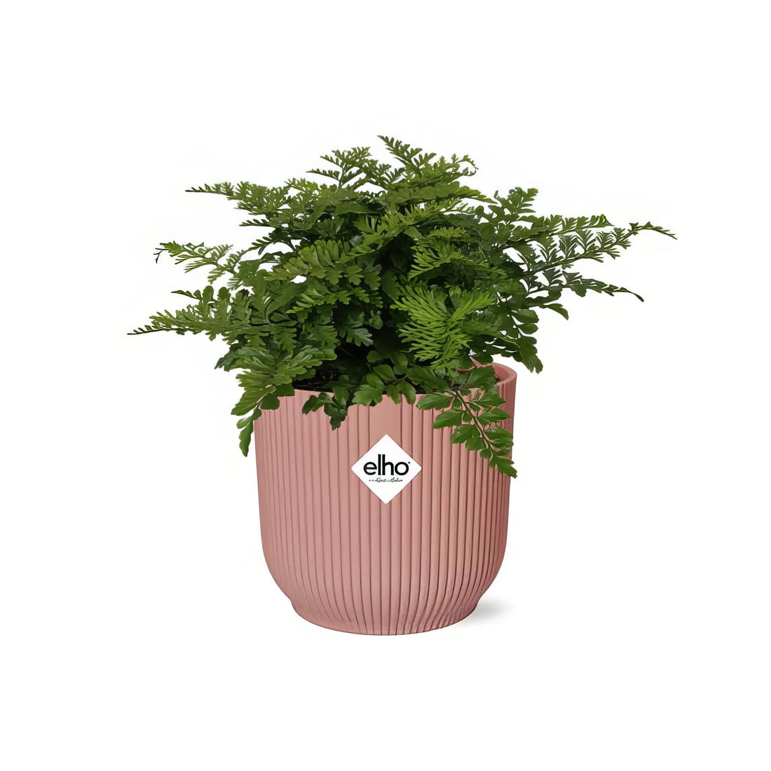 Wellen-Nestfarn (Asplenium 'Parvati') in rosa ELHO Vibes Fold Übertopf, haustierfreundlich, sicher für Katzen und Hunde.