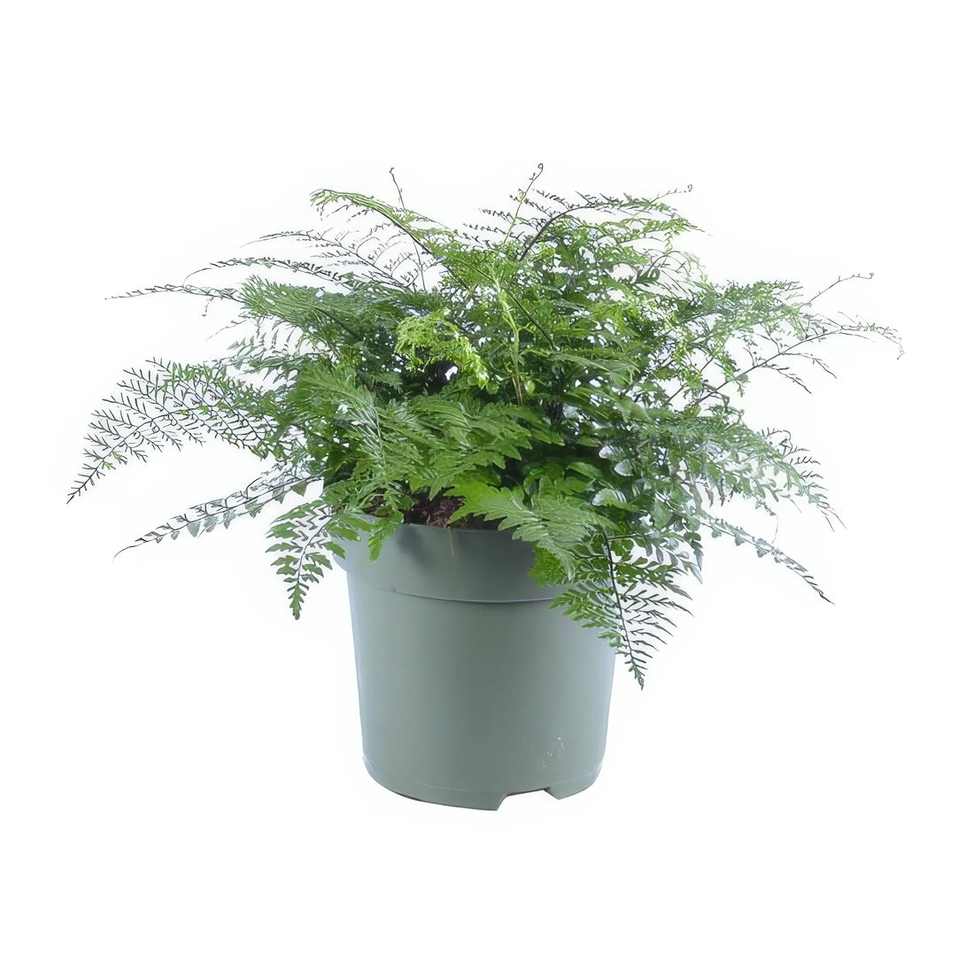 Wellen-Nestfarn (Asplenium Parvati) in stilvollem Topf, haustierfreundlich und ideal für Katzen und Hunde, Ø27cm, ↕50cm