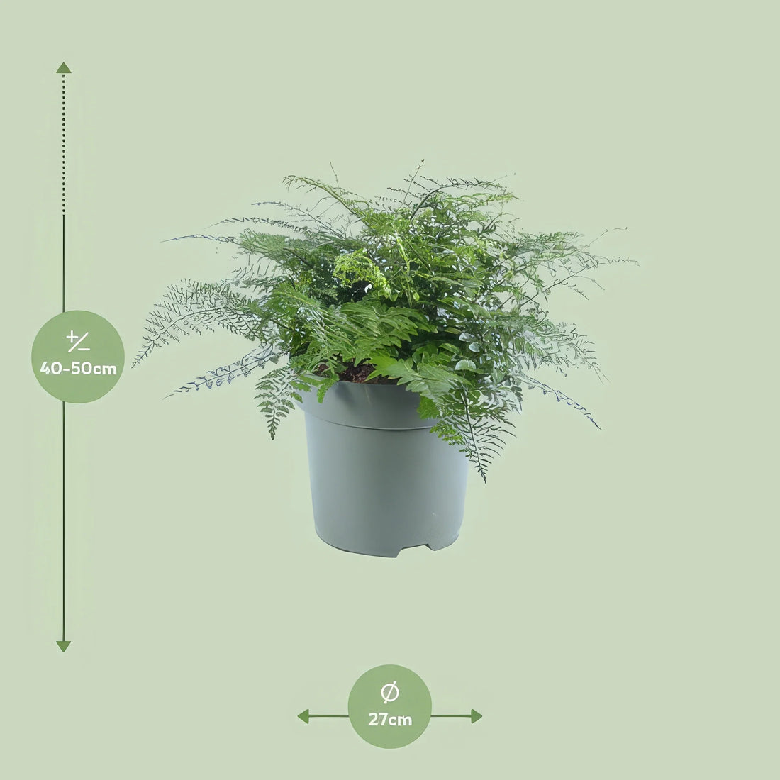 Wellen-Nestfarn (Asplenium Parvati) in stilvollem Topf, haustierfreundlich und ideal für Katzen und Hunde, Ø27cm, ↕50cm