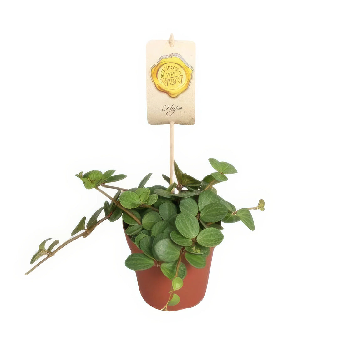 Zierpfeffer Peperomia 'Hope', Ø12cm Topf, ↕15cm, haustierfreundlich, ideal für Katzen- und Hundehaushalte, stilvoll passend.