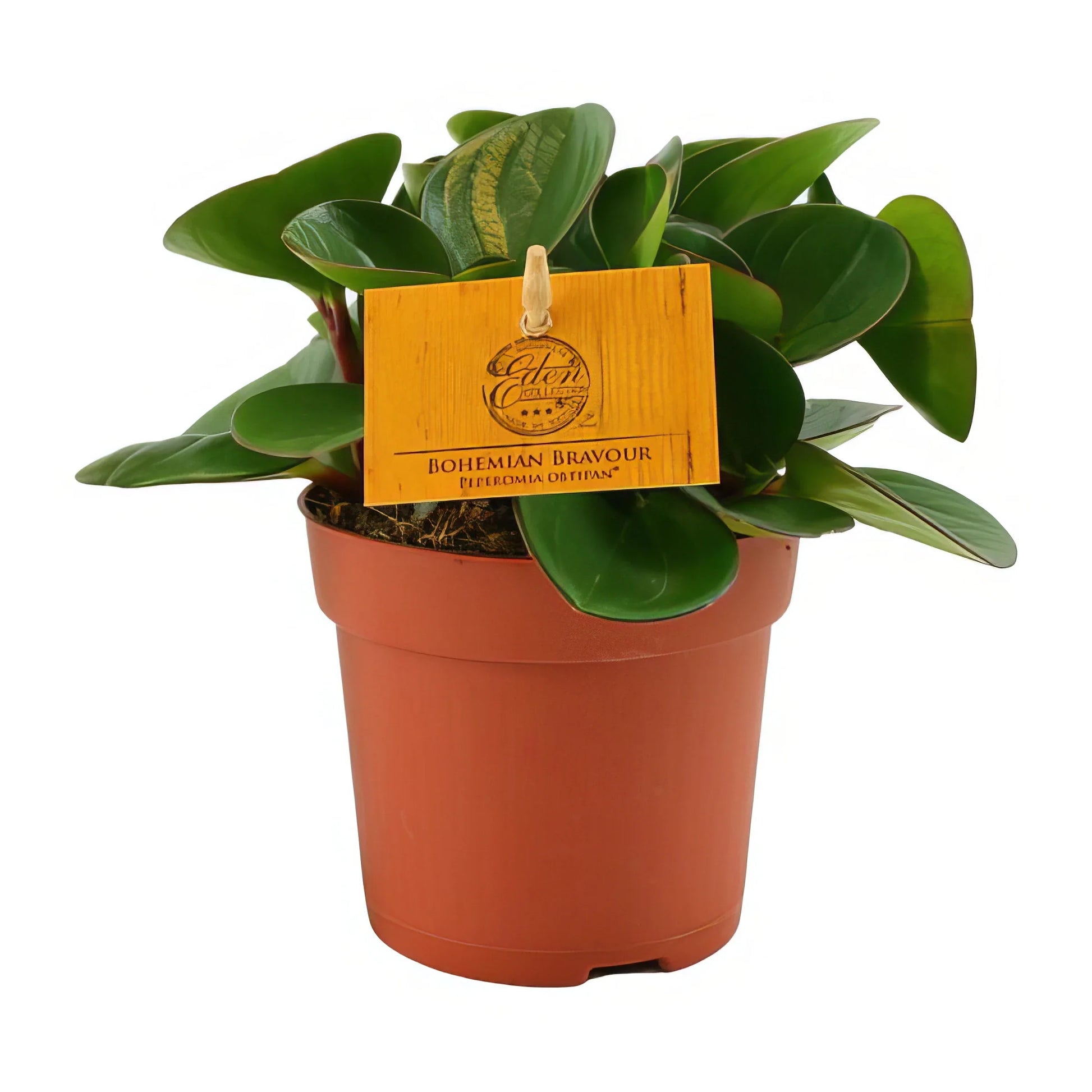 Zierpfeffer (Peperomia Obtipan) in stilvollem Topf, ø11cm, h15cm; haustierfreundlich, ideal für Katzen und Hundehalter.
