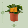 Zierpfeffer (Peperomia Obtipan), Ø11cm Topf, 15cm hoch, haustierfreundlich, sicher für Katzen und Hunde, stilvoll im Raum.
