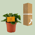 Zierpfeffer (Peperomia Obtipan) in modernem Topf, haustierfreundlich, ideal für katzen- und hundesichere Wohnräume.