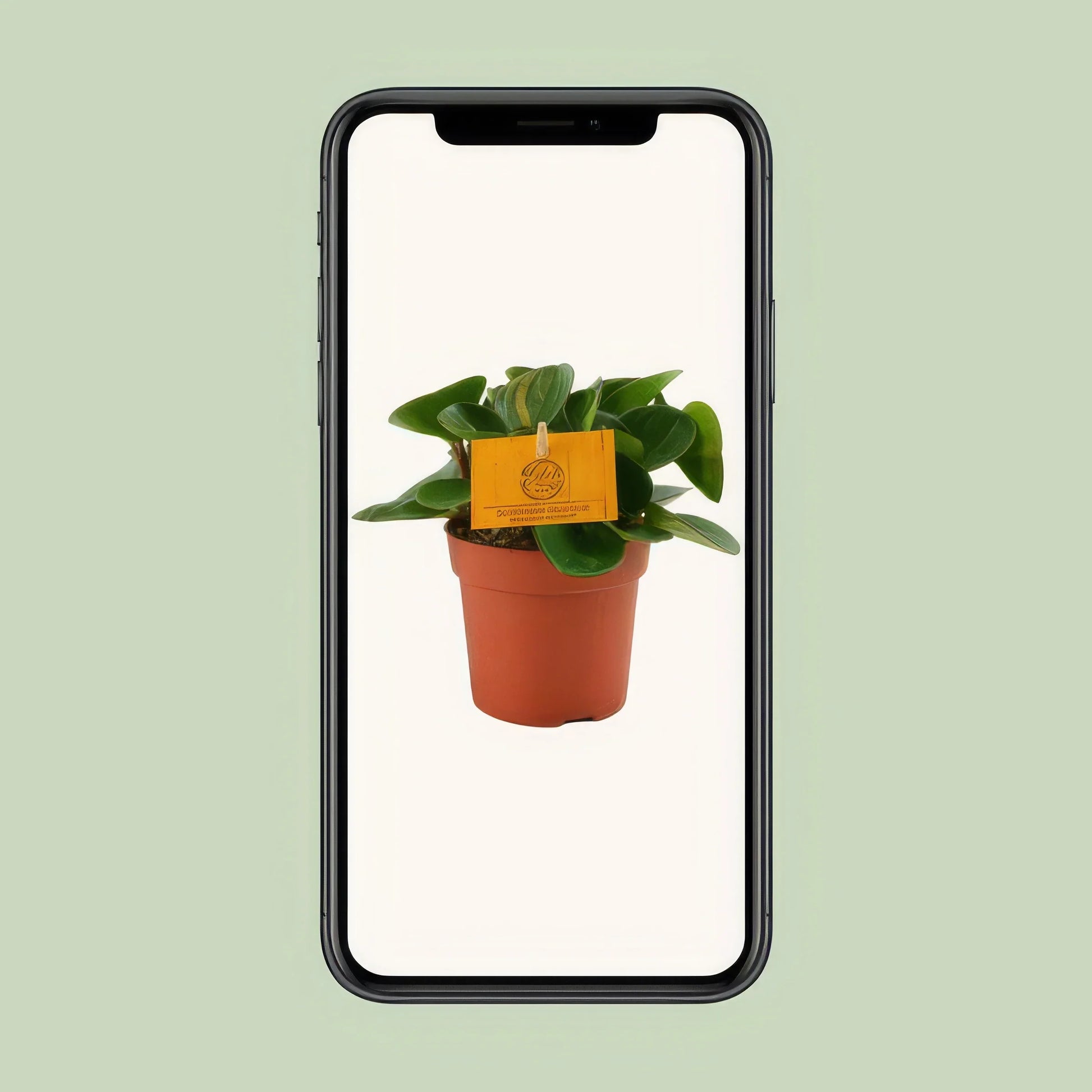 Zierpfeffer (Peperomia Obtipan) in elegantem Topf, Ø11cm, ↕15cm, haustierfreundlich und sicher für Katzen und Hunde.
