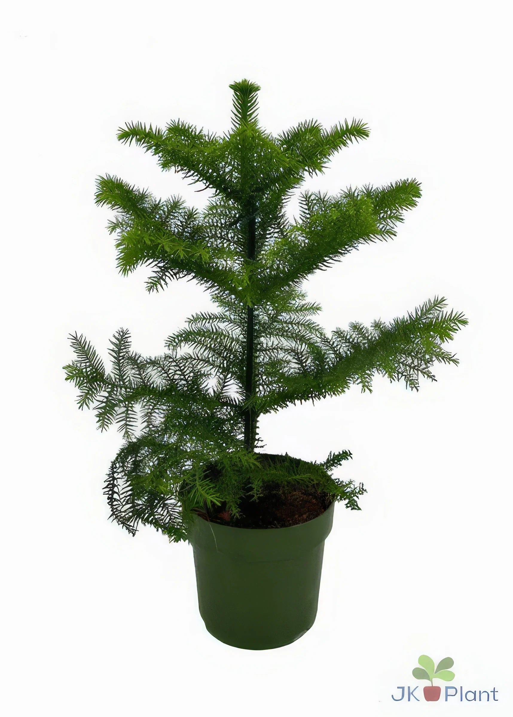 Haustierfreundliche Zimmertanne (Araucaria heterophylla) in einem 14cm Topf, ideal für Katzen- und Hundehaushalte, Höhe 38cm.