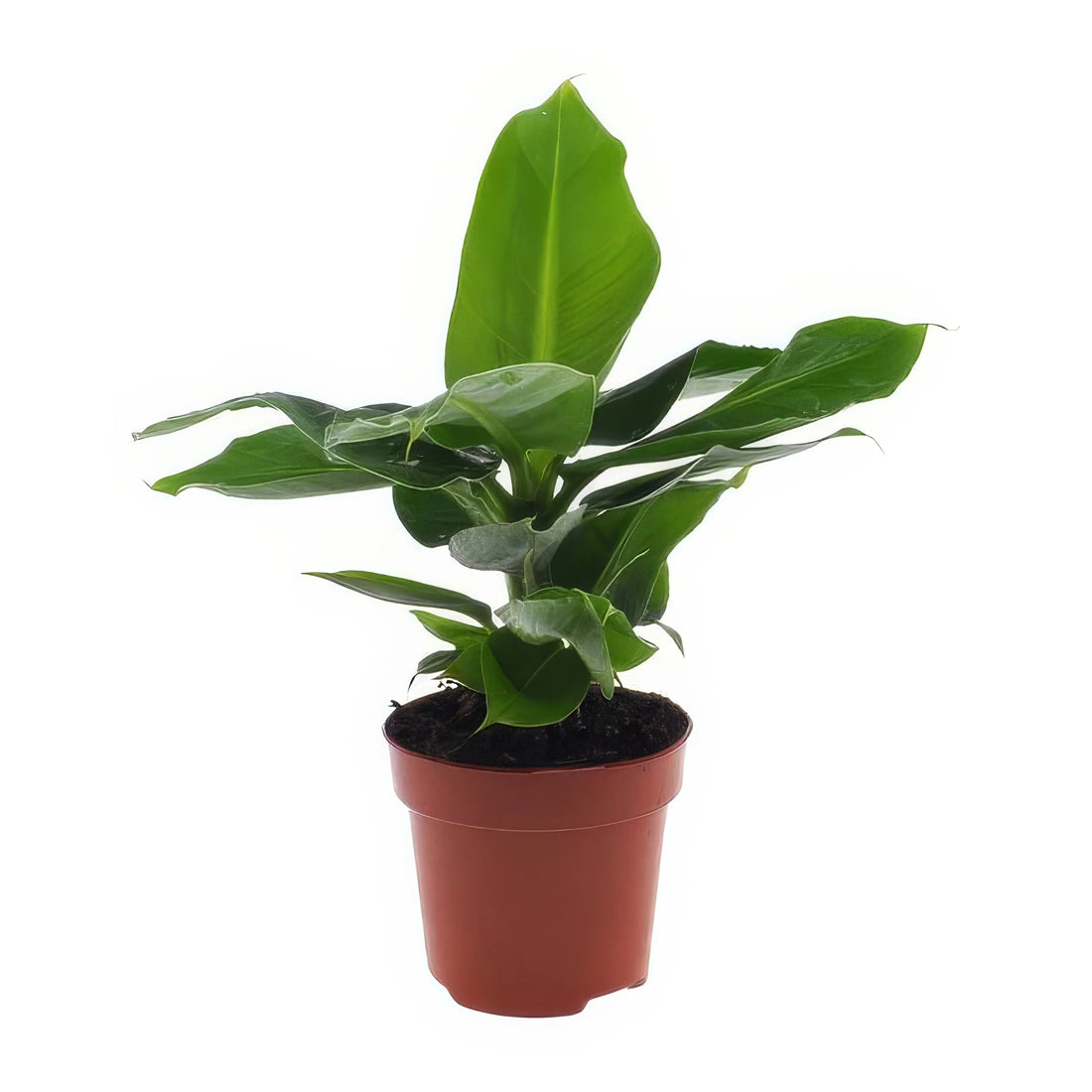 Zwerg-Bananenbaum (Musa 'Oriental Dwar'), 12cm Topf, 25cm hoch, ungiftig für Katzen und Hunde, ideal für haustierfreundliche 