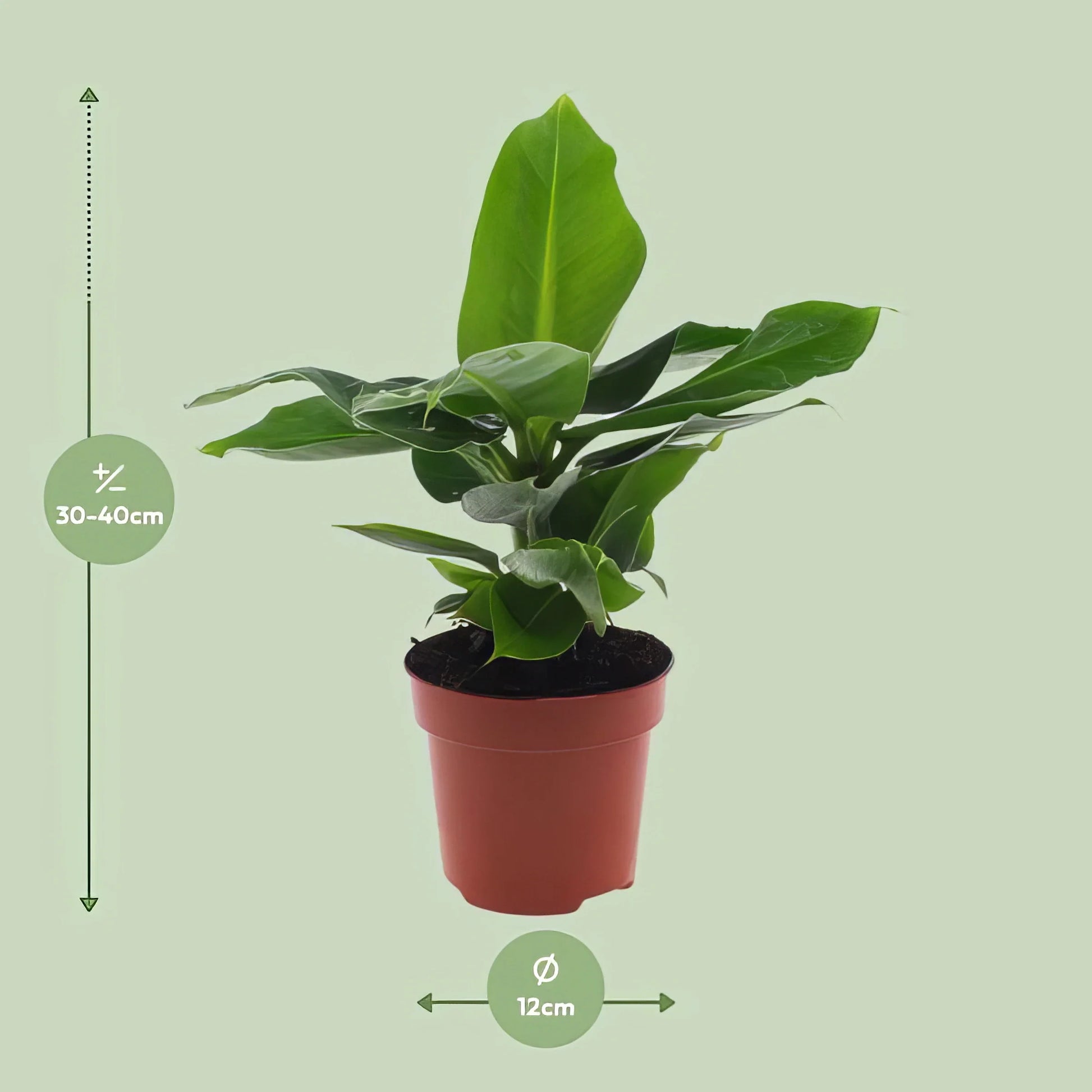 Zwerg-Bananenbaum Musa 'Oriental Dwar', Ø12cm, Höhe 25cm, in Topf – haustierfreundlich für Katzen und Hunde.