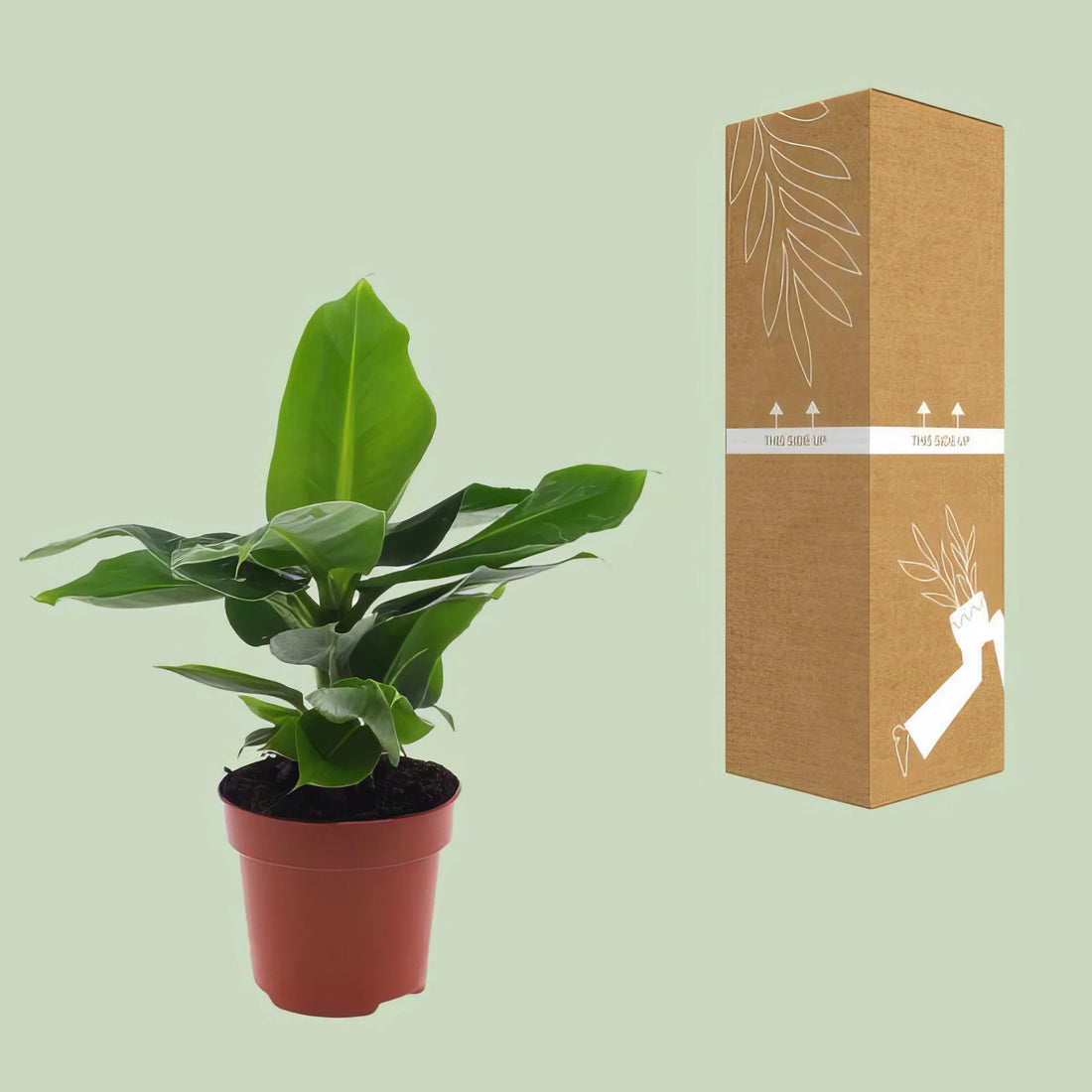Zwerg-Bananenbaum (Musa 'Oriental Dwar'), 12cm Topf, 25cm hoch, ungiftig für Katzen und Hunde, ideal für haustierfreundliche 