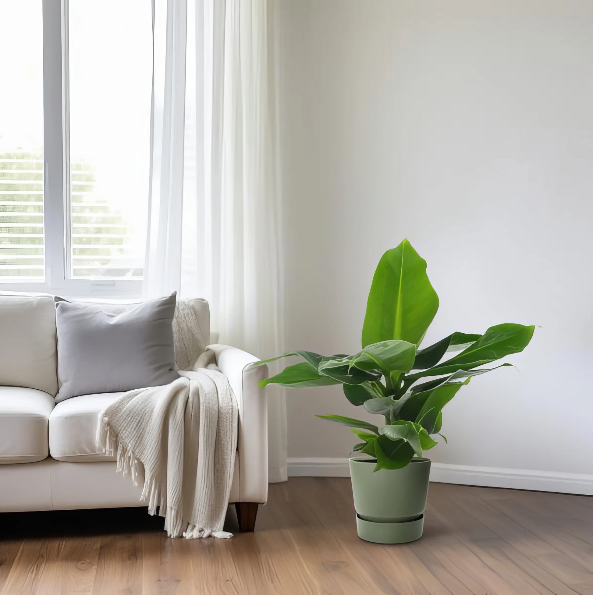 Zwerg-Bananenbaum (Musa 'Oriental Dwar') in elegantem Topf, haustierfreundlich und sicher für Katzen und Hunde.