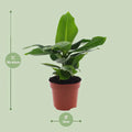 Zwerg-Bananenbaum (Musa 'Oriental Dwar') in kleinem Topf, haustierfreundlich, ideal für Katzen und Hunde, Ø12cm, ↕25cm.